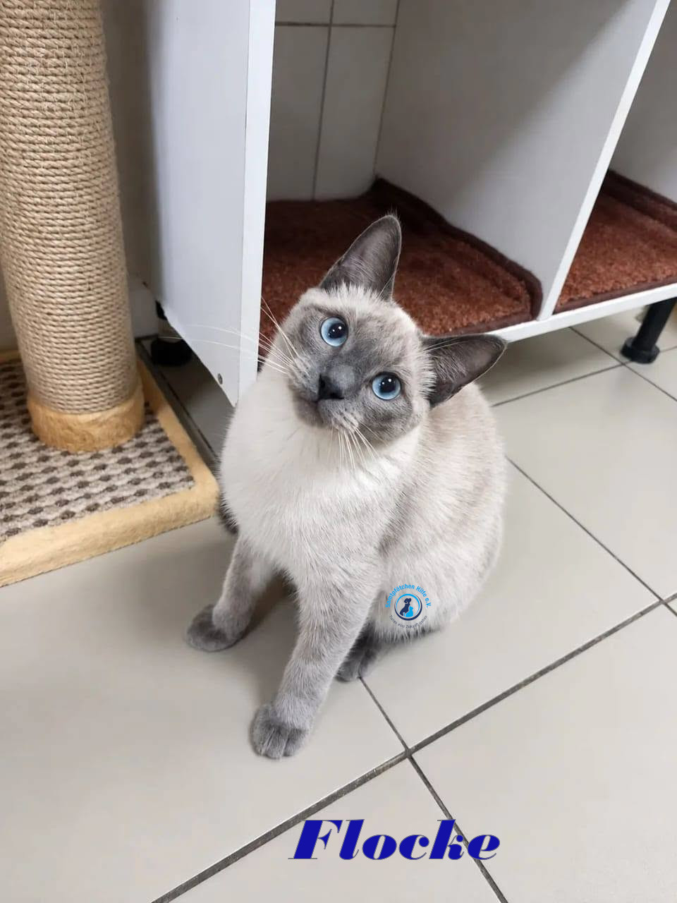 Irina/Katzen/FlockeII/Flocke27mN.jpg