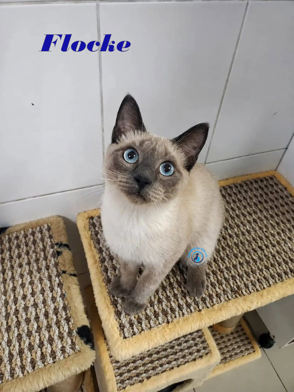 Irina/Katzen/FlockeII/Flocke28mN.jpg