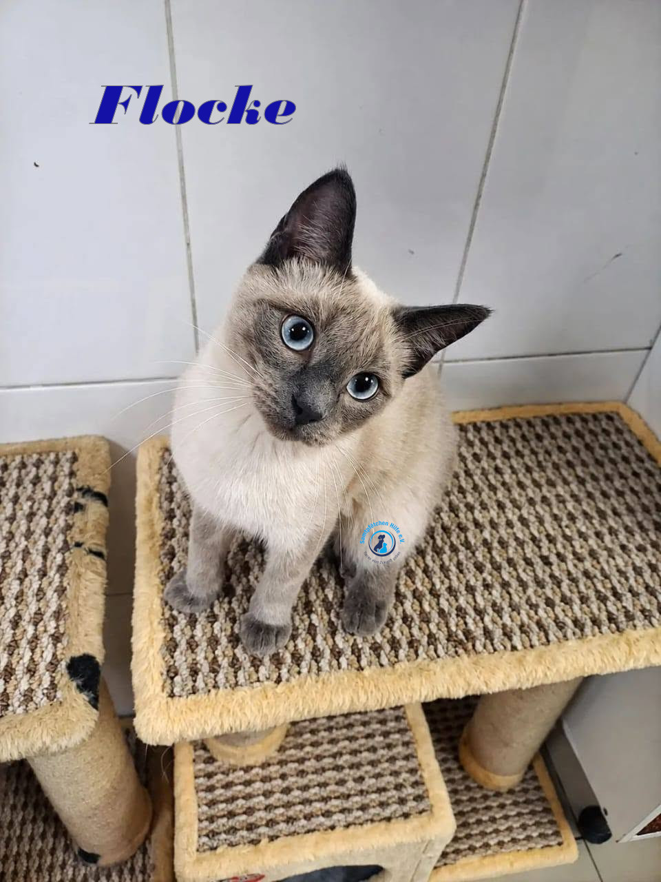 Irina/Katzen/FlockeII/Flocke29mN.jpg