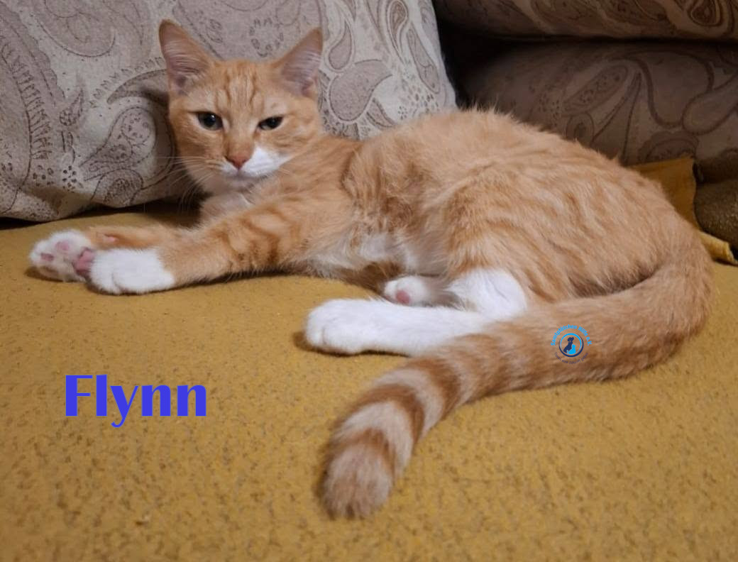 Flynn