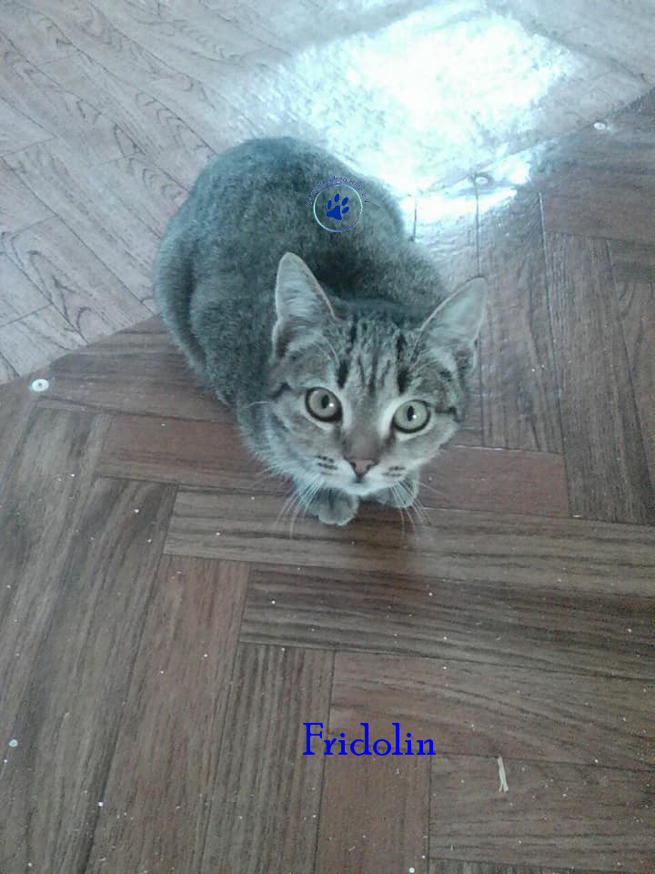 Irina/Katzen/Fridolin/Fridolon09mN.jpg