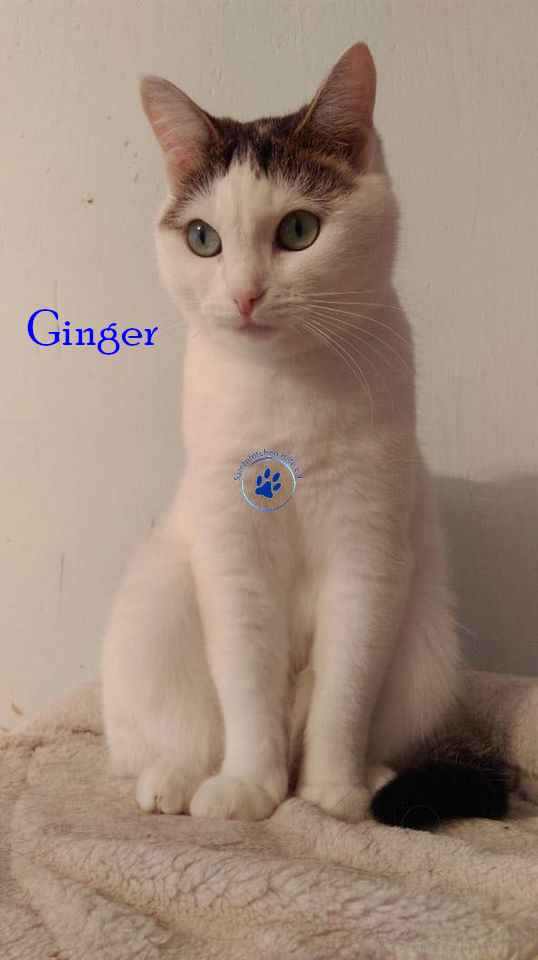 Irina/Katzen/Ginger/Ginger09mN.jpg