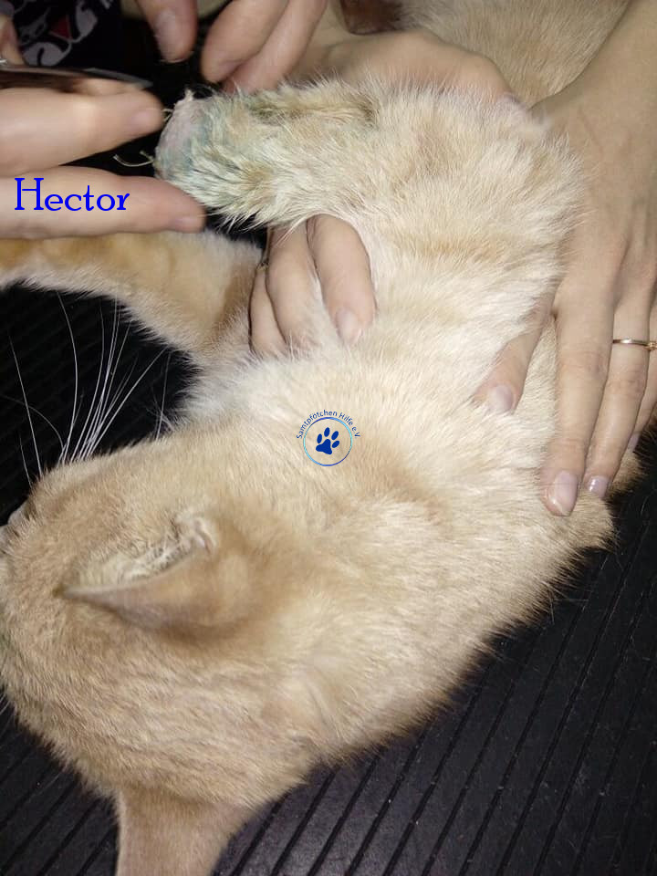 Irina/Katzen/Hector/Hector07mN.jpg