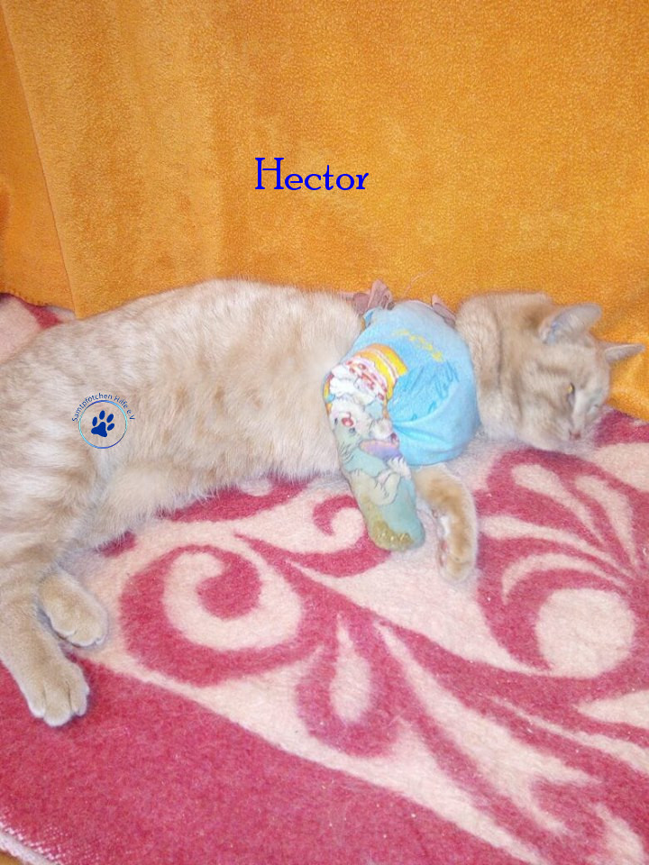 Irina/Katzen/Hector/Hector08mN.jpg