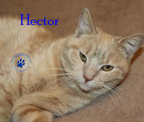 Irina/Katzen/Hector/Hector16mN.jpg
