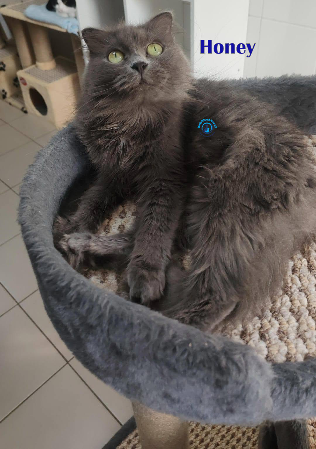 Honey II