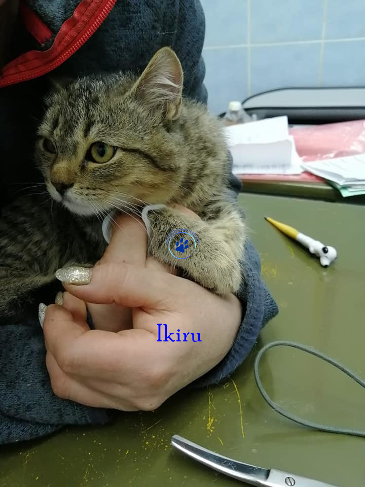 Irina/Katzen/Ikiru/Ikiru04mN.jpg