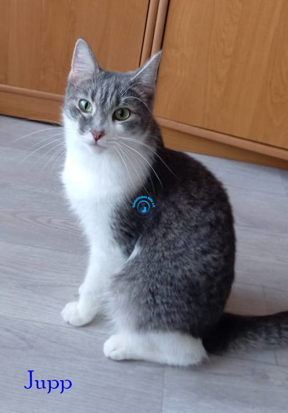 Irina/Katzen/Jupp/Jupp10.jpg