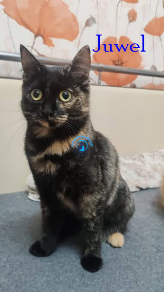 Juwel