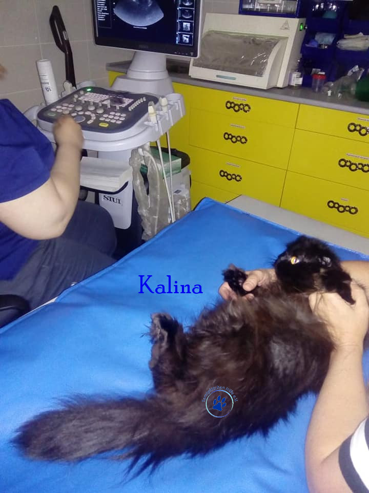 Irina/Katzen/Kalina/Kalina12mN.jpg
