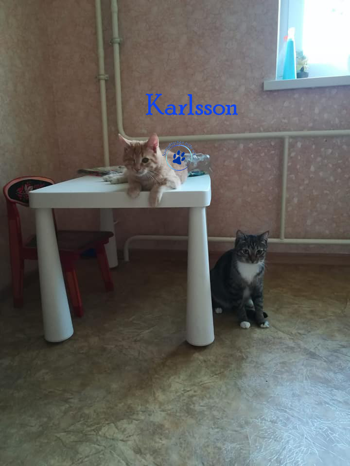 Irina/Katzen/Karlsson/Karlsson12mN.jpg