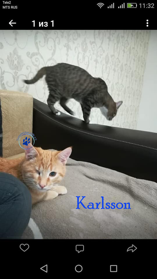 Irina/Katzen/Karlsson/Karlsson13mN.jpg