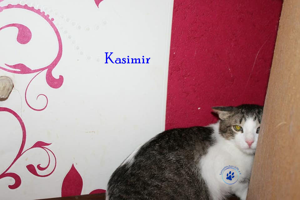 Irina/Katzen/Kasimir/Kasimir03mN.jpg