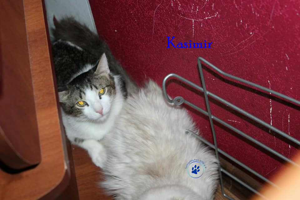 Irina/Katzen/Kasimir/Kasimir05mN.jpg
