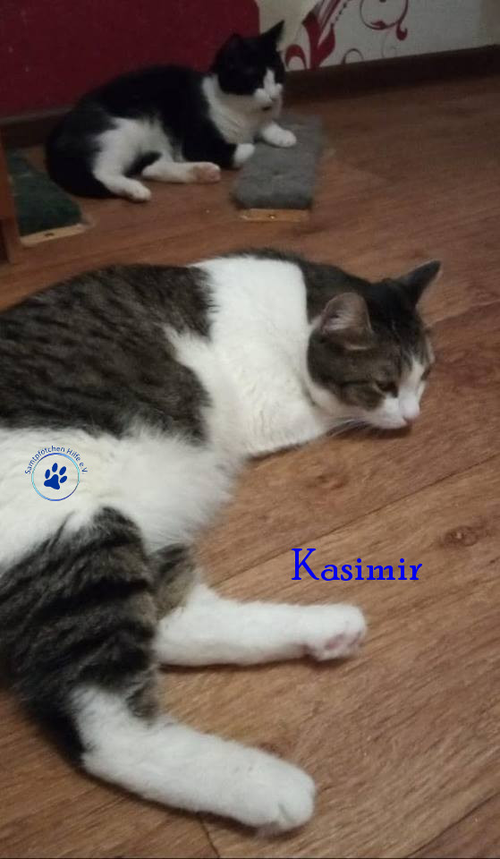 Irina/Katzen/Kasimir/Kasimir15mN.jpg
