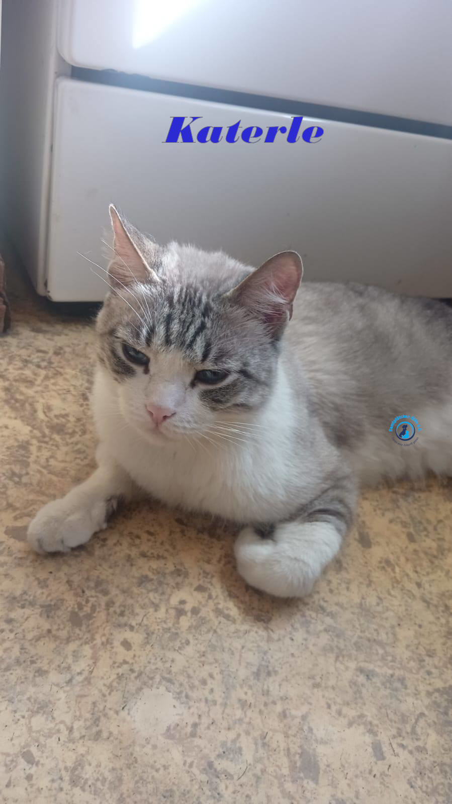Irina/Katzen/Katerle/Katerle_01mN.jpg