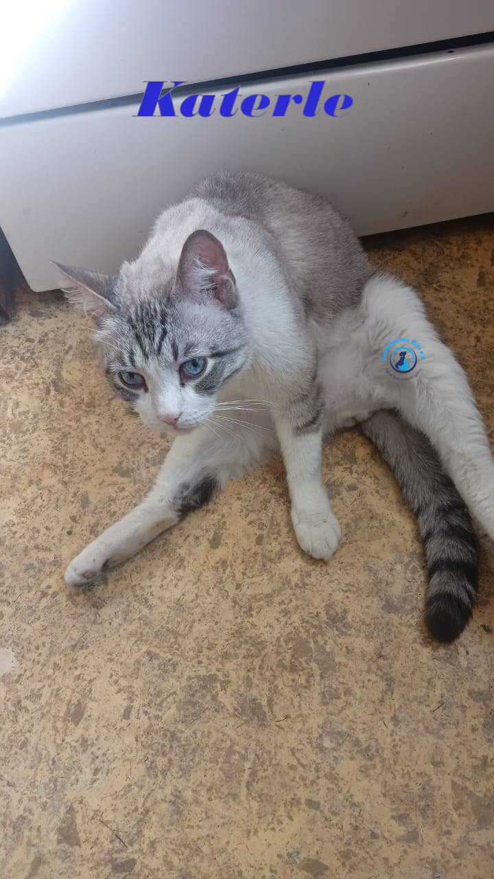 Irina/Katzen/Katerle/Katerle_03mN.jpg