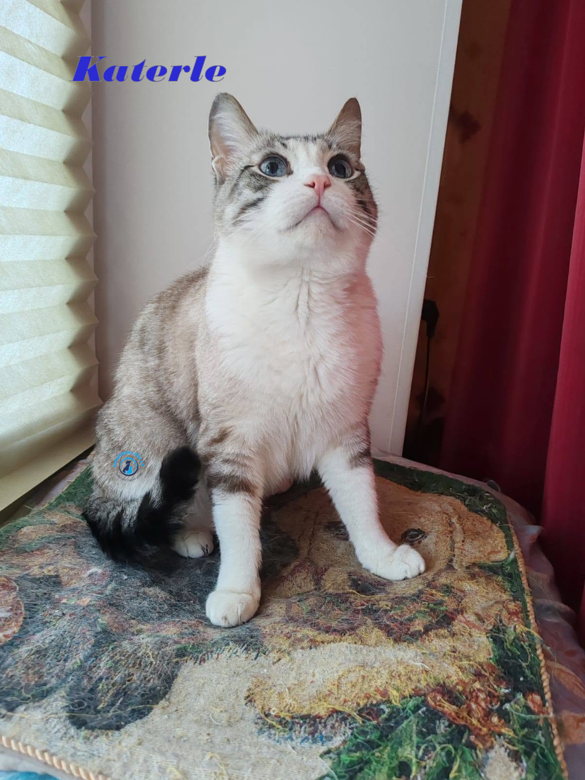 Irina/Katzen/Katerle/Katerle_04mN.jpg