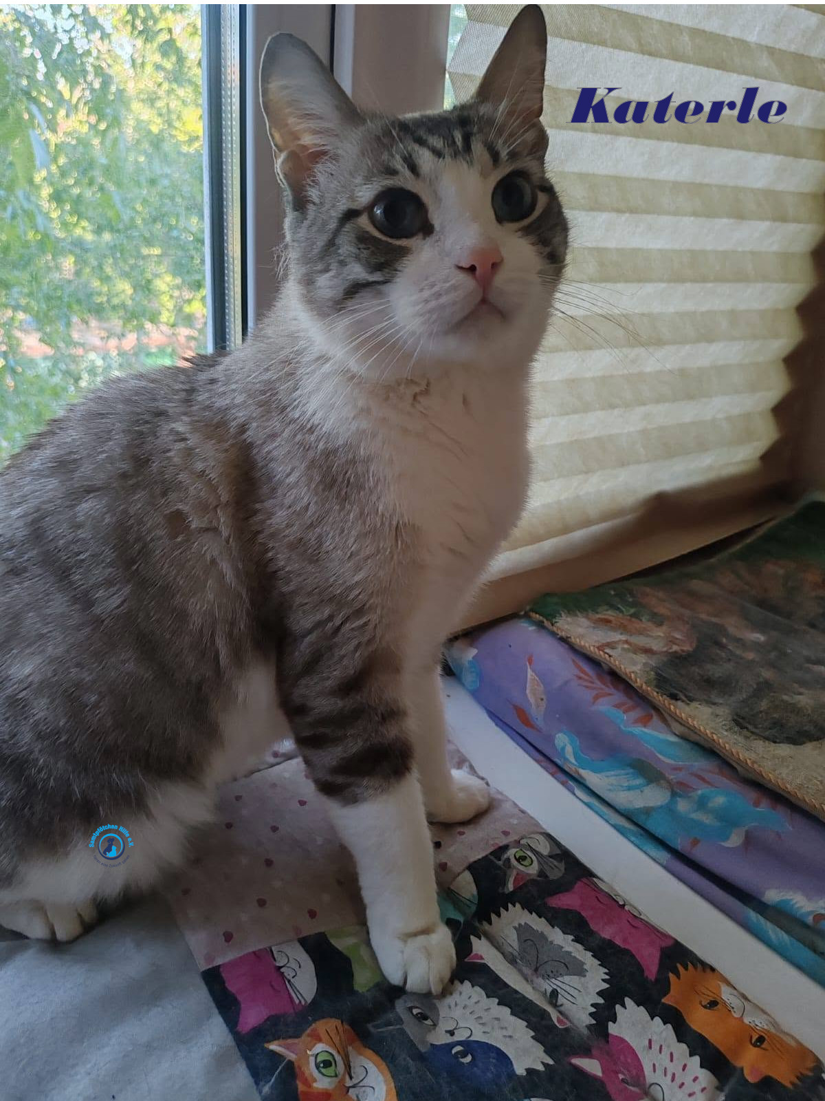 Irina/Katzen/Katerle/Katerle_05mN.jpg