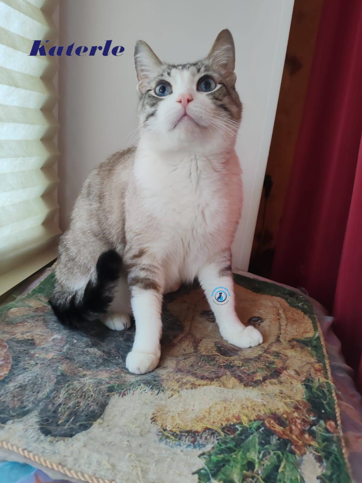 Irina/Katzen/Katerle/Katerle_07mN.jpg