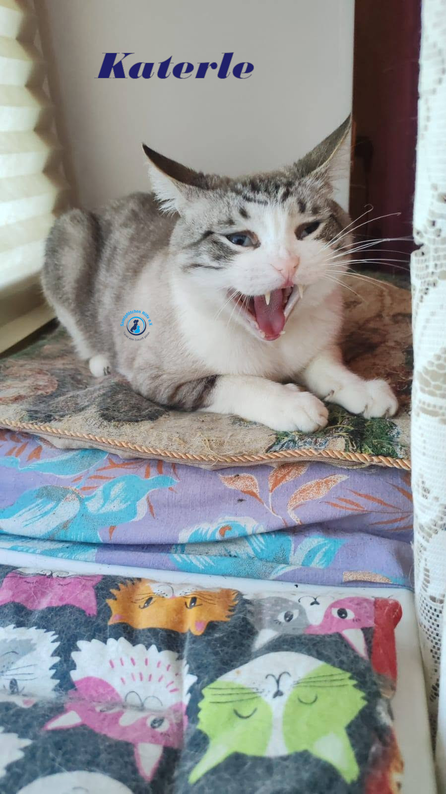 Irina/Katzen/Katerle/Katerle_08mN.jpg