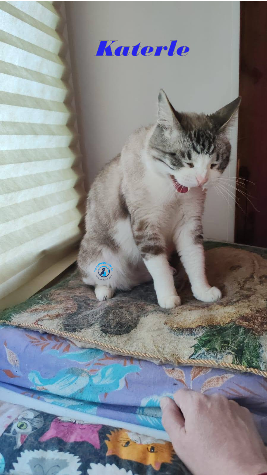 Irina/Katzen/Katerle/Katerle_09mN.jpg