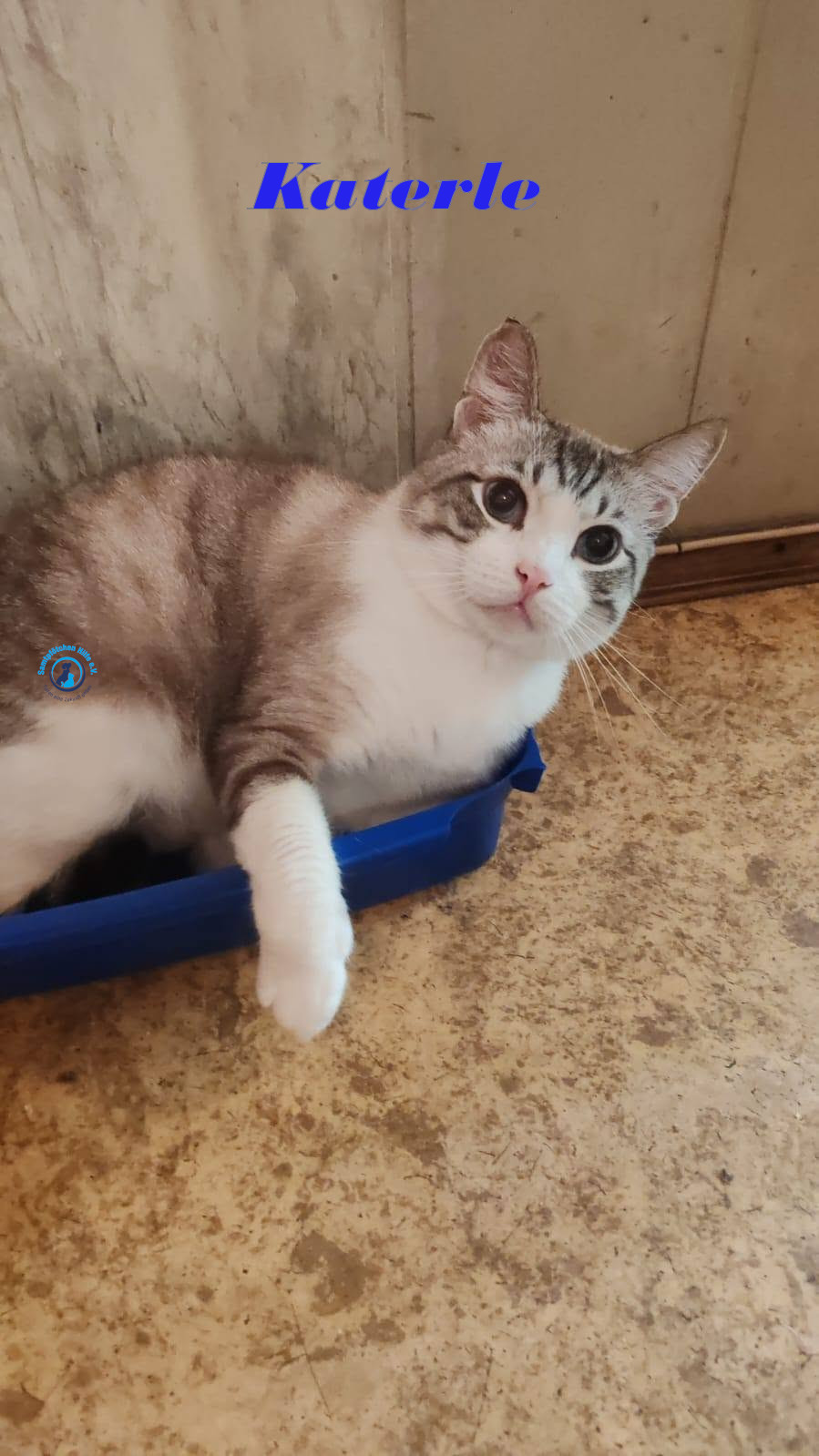 Irina/Katzen/Katerle/Katerle_10mN.jpg