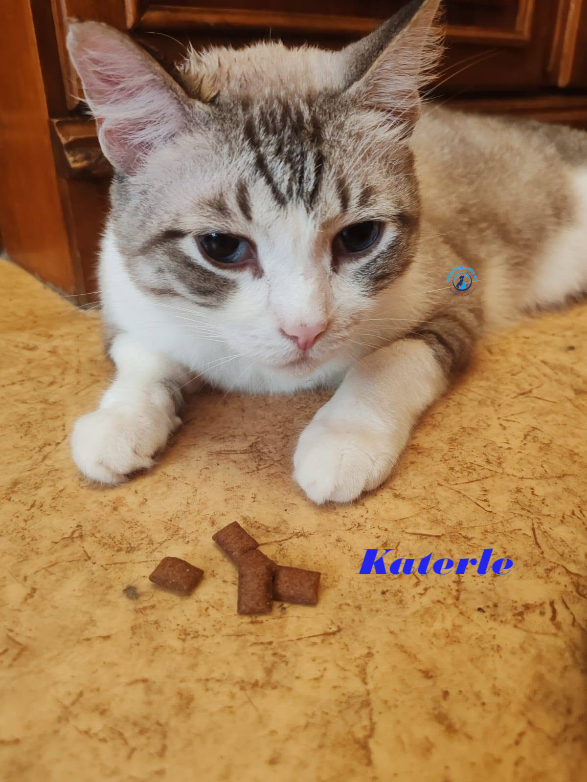 Irina/Katzen/Katerle/Katerle_11mN.jpg