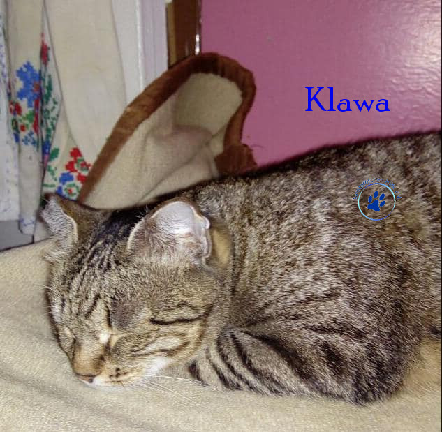 Irina/Katzen/Klawa/Klawa02mN.jpg