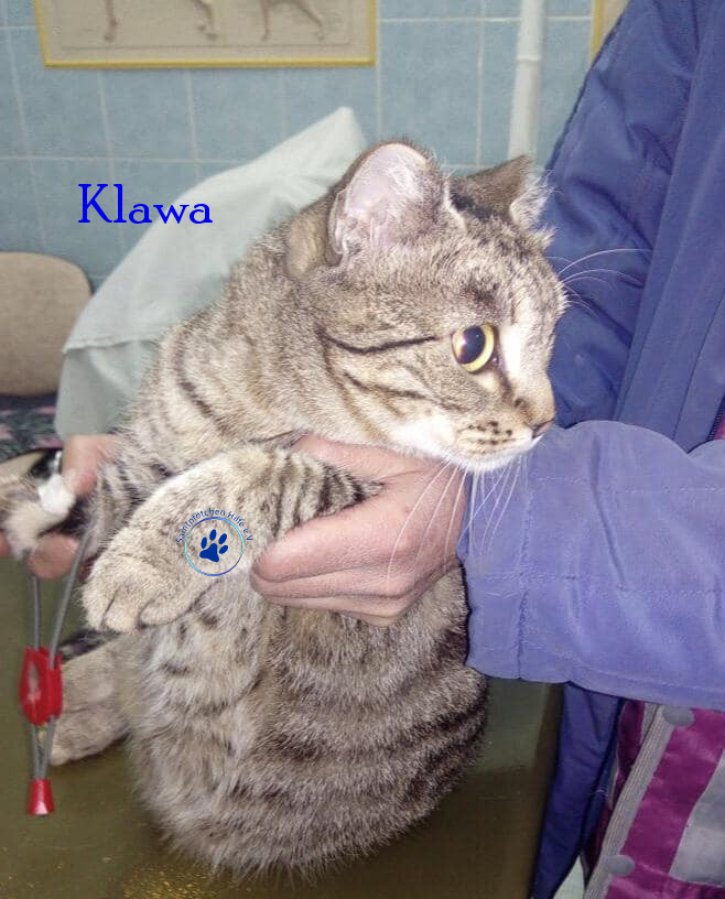 Irina/Katzen/Klawa/Klawa04mN.jpg