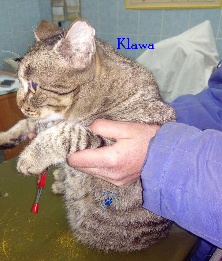 Irina/Katzen/Klawa/Klawa05mN.jpg