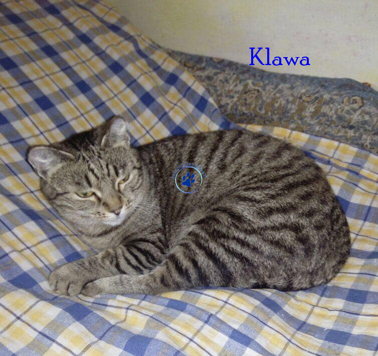 Irina/Katzen/Klawa/Klawa07mN.jpg