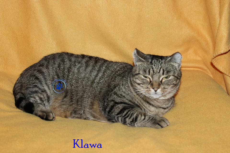 Irina/Katzen/Klawa/Klawa09mN.jpg