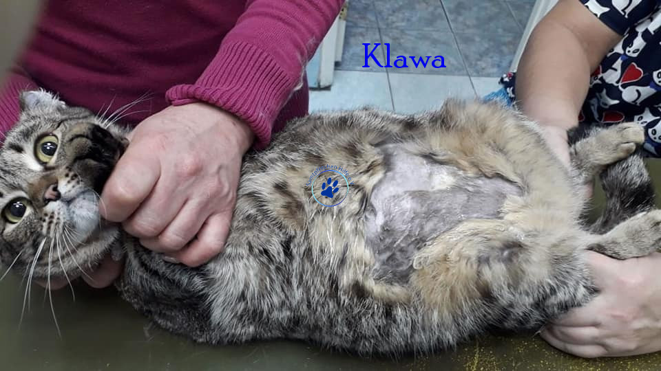 Irina/Katzen/Klawa/Klawa12mN.jpg