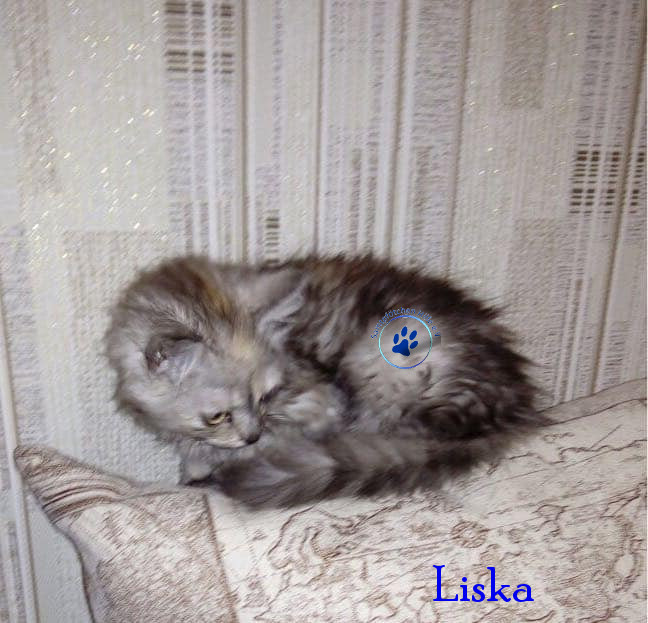 Irina/Katzen/Liska/Liska02mN.jpg
