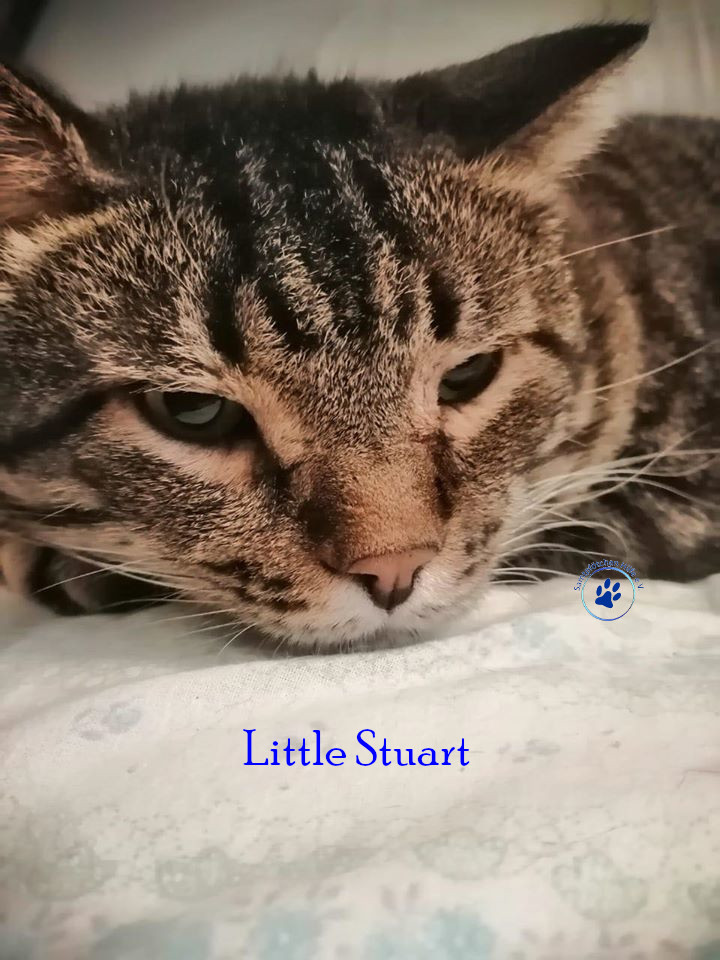 Little Stuart