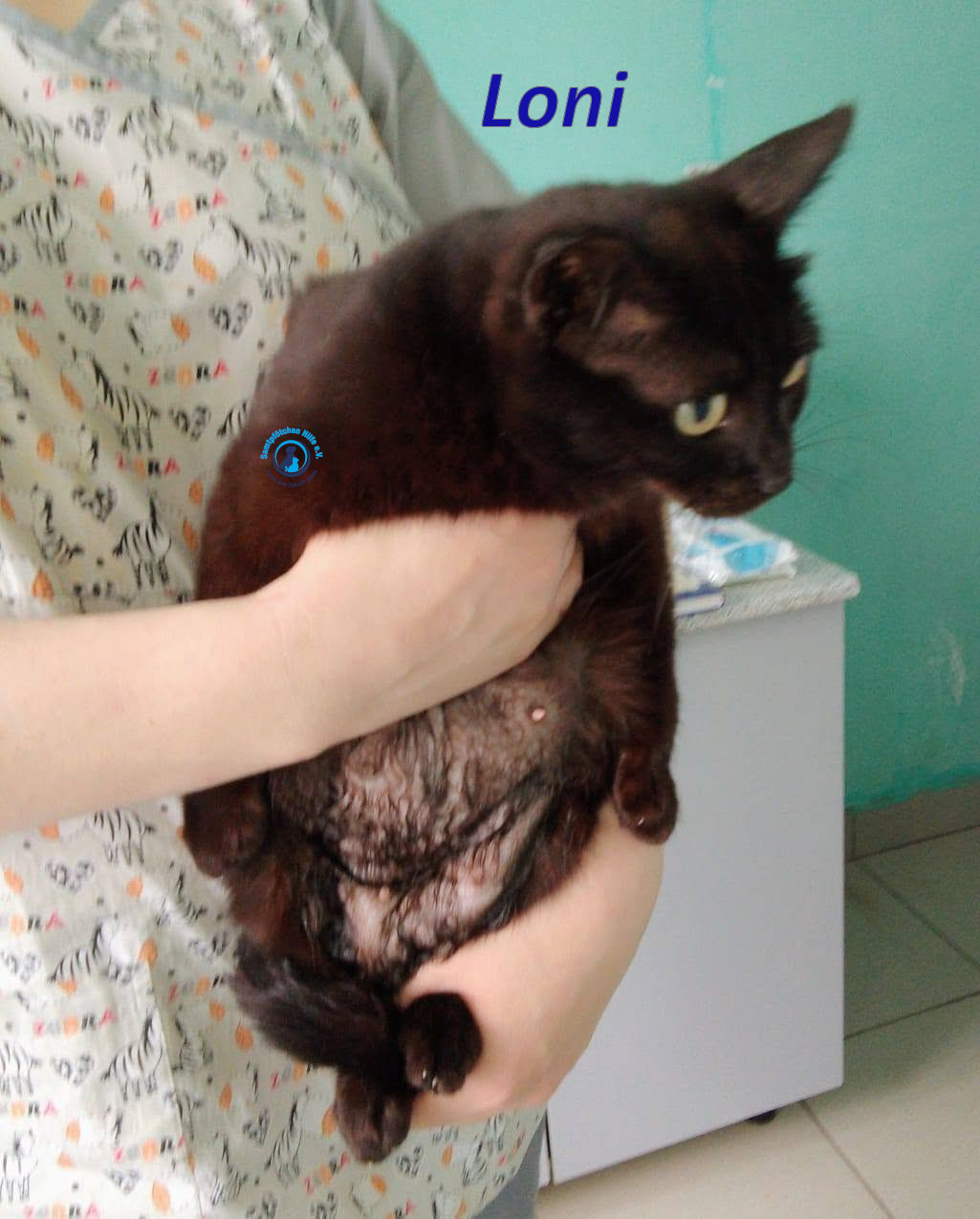 Irina/Katzen/Loni/Loni_02mN.jpg