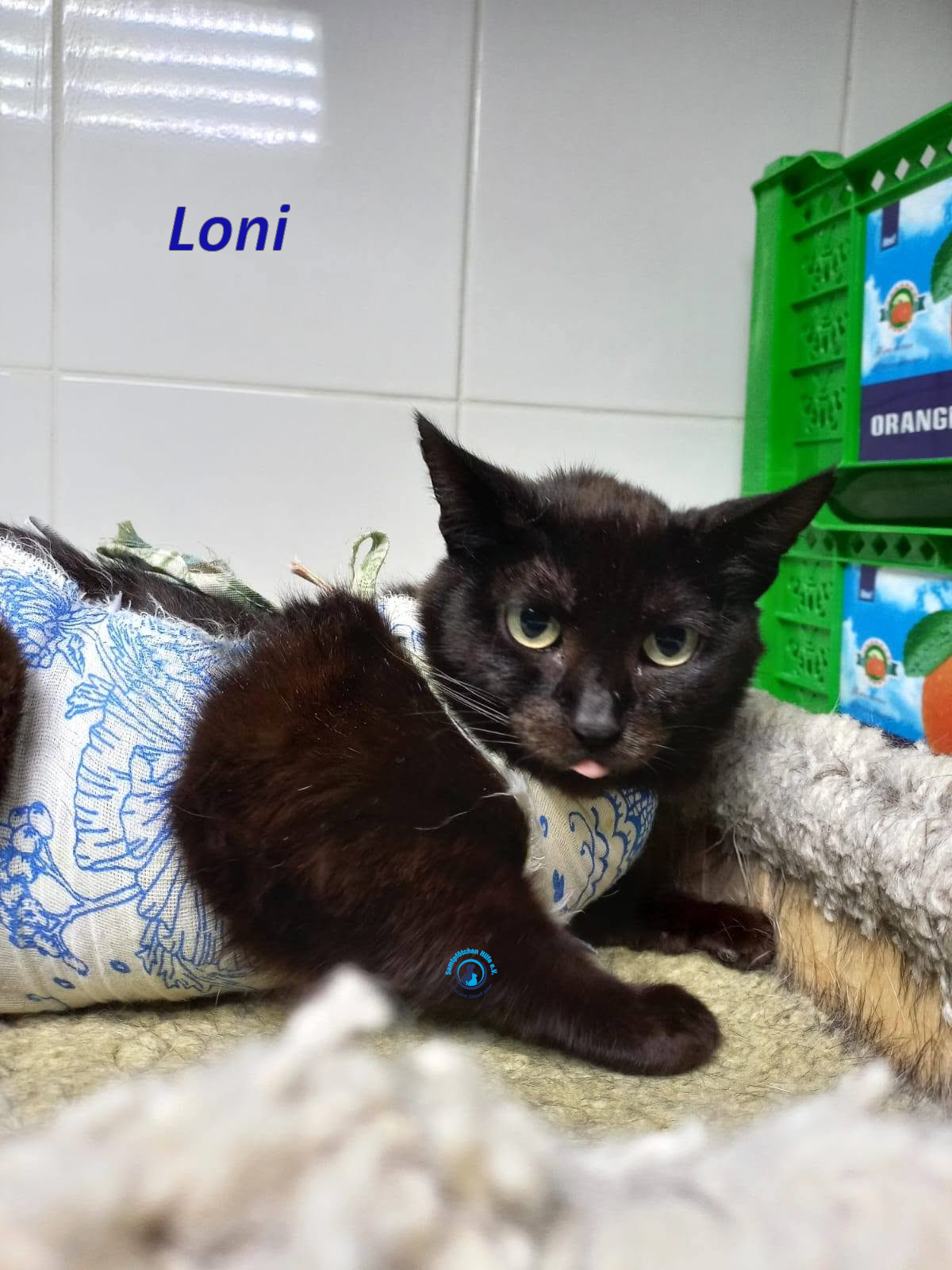 Irina/Katzen/Loni/Loni_03mN.jpg