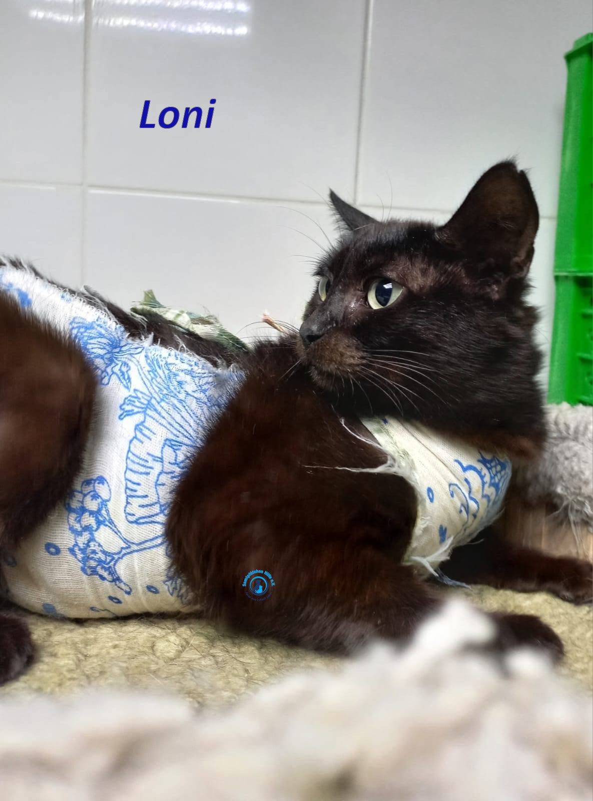Irina/Katzen/Loni/Loni_05mN.jpg
