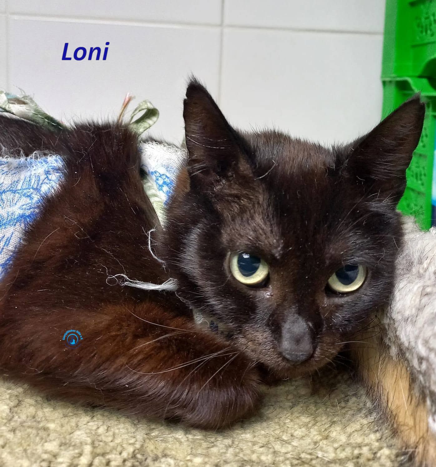 Irina/Katzen/Loni/Loni_12mN.jpg