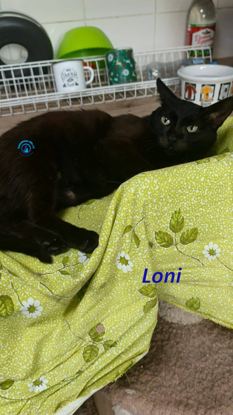 Irina/Katzen/Loni/Loni_16mN.jpg