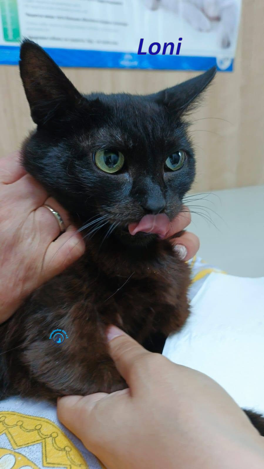 Irina/Katzen/Loni/Loni_19mN.jpg