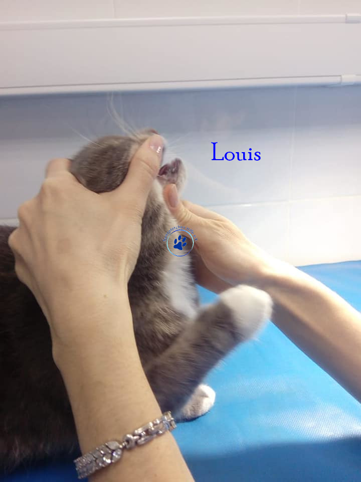 Irina/Katzen/Louis/Louis16mN.jpg