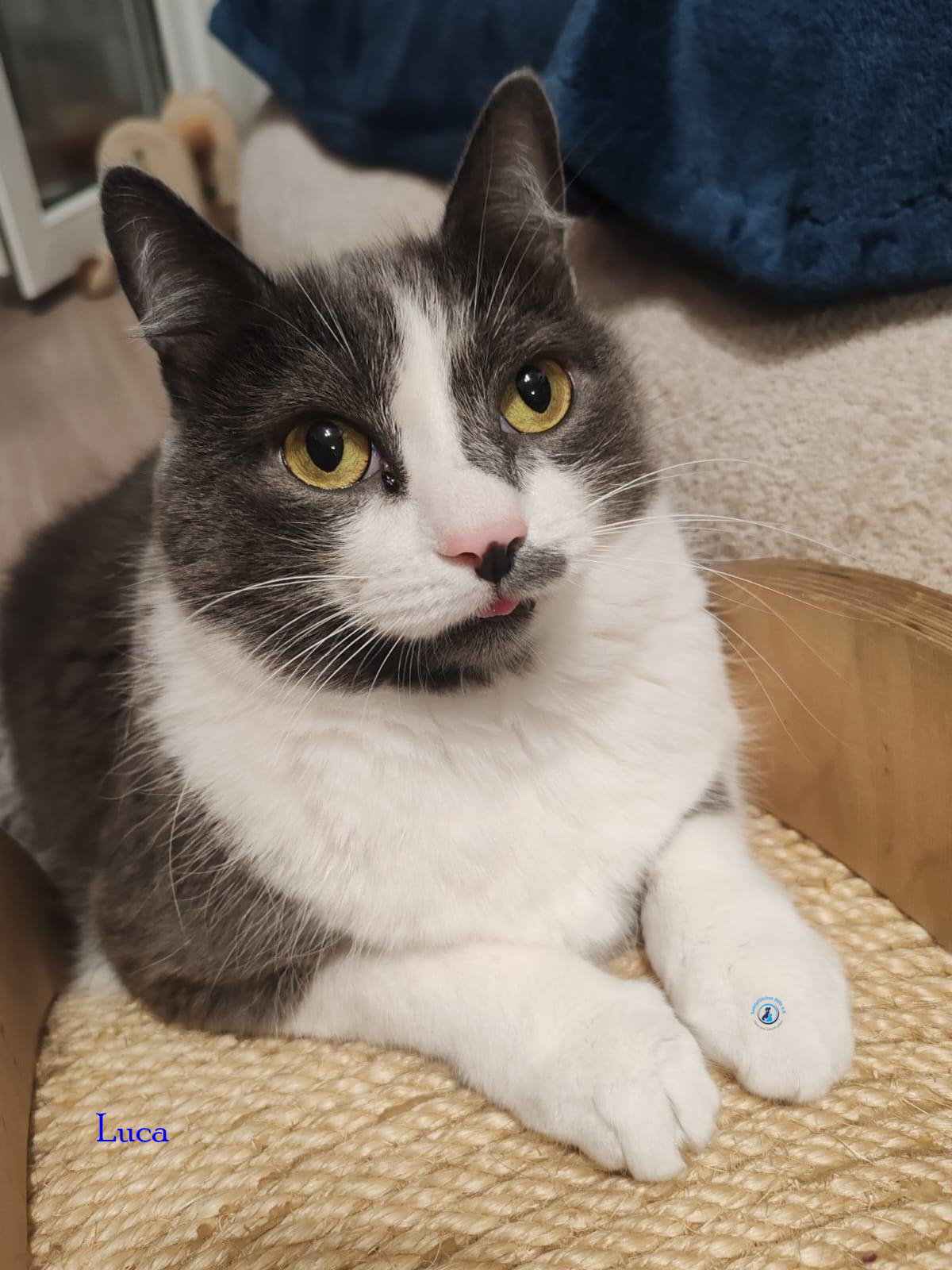 Luca
