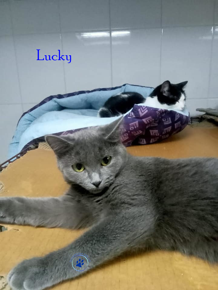 Irina/Katzen/Lucky2/Lucky103mN.jpg