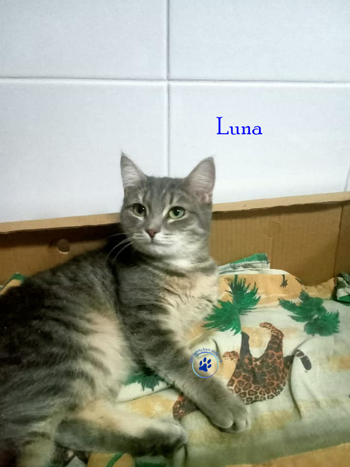 Irina/Katzen/Luna2/Luna302mN.jpg
