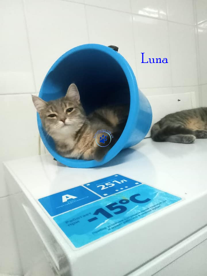 Irina/Katzen/Luna2/Luna303mN.jpg
