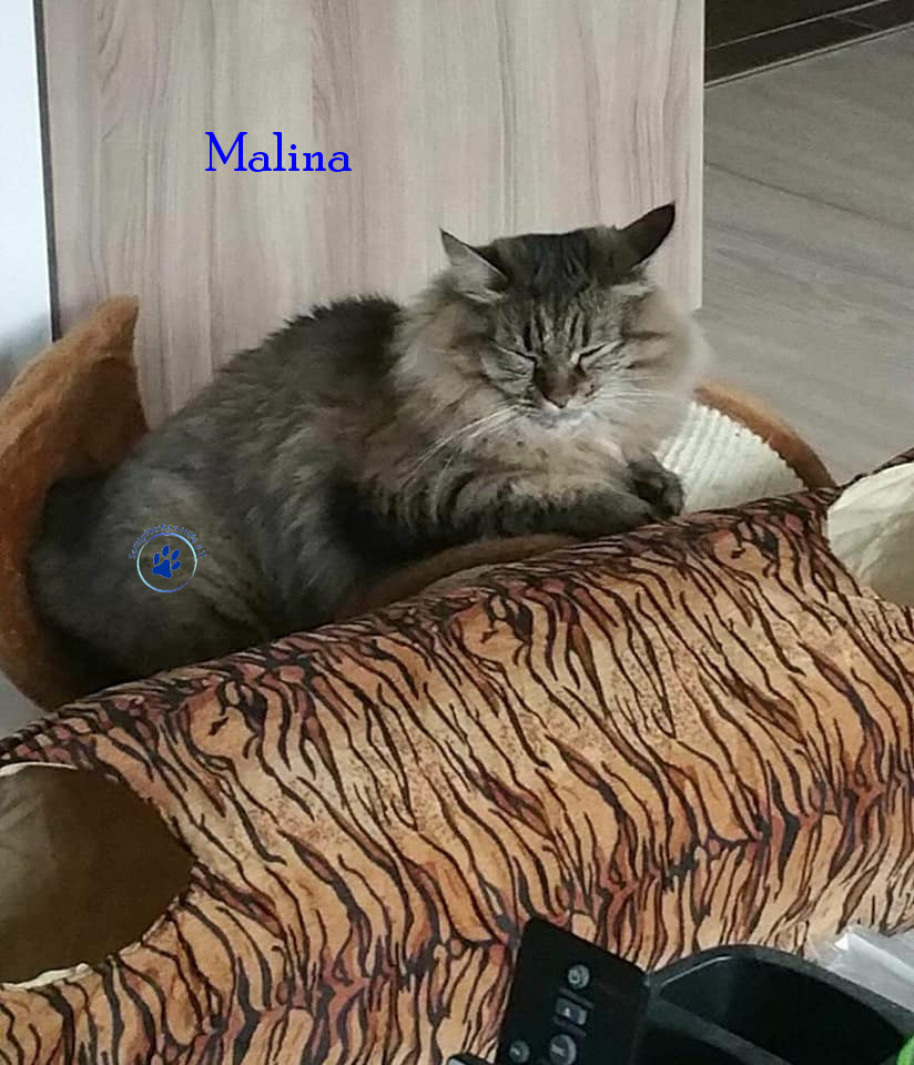 Irina/Katzen/Malina/Malina007mN.jpg