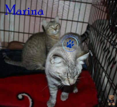 Irina/Katzen/Marina/Marina03mN.jpg