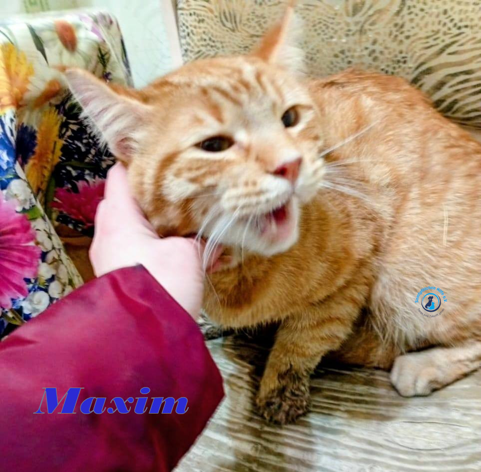 Irina/Katzen/MaximII/Maxim2_01mN.jpg